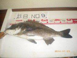 姫路市立遊漁センター　イガイをエサにチヌ46cm