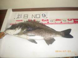 姫路市立遊漁センター　イガイをエサにチヌ4…