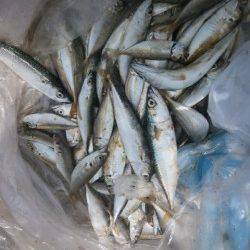 大阪南港魚つり園　サバ・アジのサビキ釣果報告