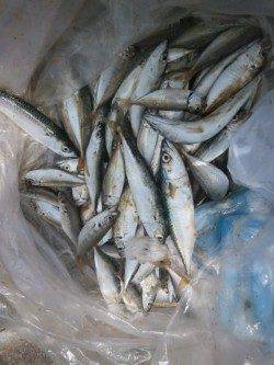 大阪南港魚つり園　サバ・アジのサビキ釣果報告