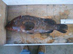 豆アジとサバが釣れています。25日南港魚つり園