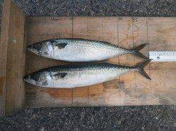 大阪南港魚つり園　サビキでアジ・サバ・サッパ