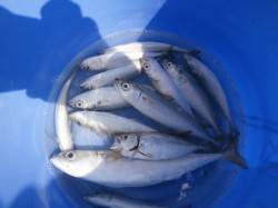 大阪南港魚つり園、サビキでアジ・サッパがパ…