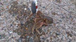 本荘人工島でオクトパッシング開幕！