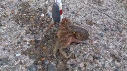 本荘人工島でオクトパッシング開幕！