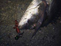 夕方から和歌川でチヌゲーム 35cm程のチヌ