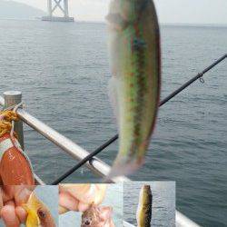 アジュール舞子　夜の大サバ釣りと日中のズボ＆サビキ