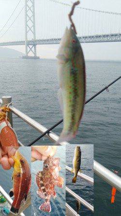 アジュール舞子　夜の大サバ釣りと日中のズボ＆サビキ