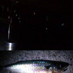 アジュール舞子　夜の大サバ釣りと日中のズボ＆サビキ