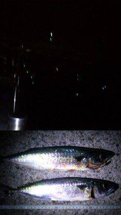 アジュール舞子　夜の大サバ釣りと日中のズボ＆サビキ
