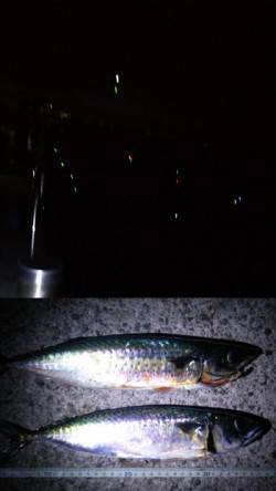 アジュール舞子　夜の大サバ釣りと日中のズボ…