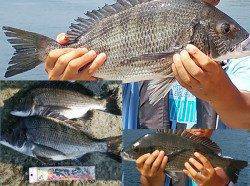 沼島釣行で多魚種満喫☆