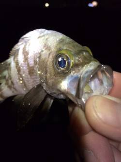 大蔵海岸メバリング〜浅瀬では豆メバルが猛ア…