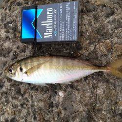 大蔵海岸アジングまだ少し早い？ 良型は1匹のみで豆アジのバイトばかり