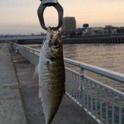 大蔵海岸アジングまだ少し早い？ 良型は1匹のみで豆アジのバイトばかり