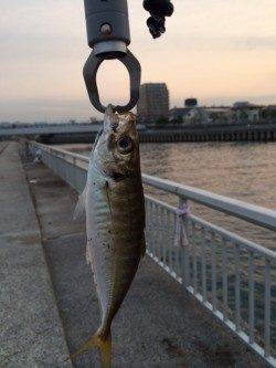 大蔵海岸アジングまだ少し早い？ 良型は1匹のみで豆アジのバイトばかり