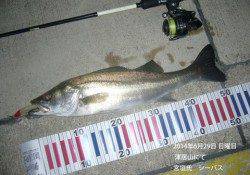 津居山にてルアーでのシーバス釣果