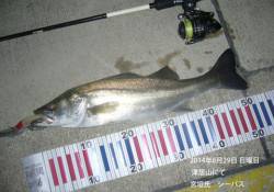 津居山にてルアーでのシーバス釣果