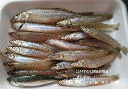 香住東港にてキス30匹！