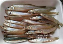 香住東港にてキス30匹！