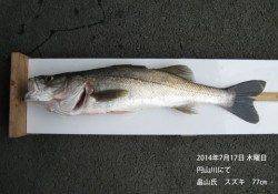 円山川にてスズキ77㎝！