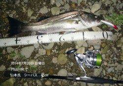 円山川にてシーバス45㎝&53㎝