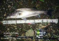 円山川にてシーバス45㎝&53㎝