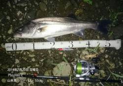 円山川にてシーバス45㎝&53㎝