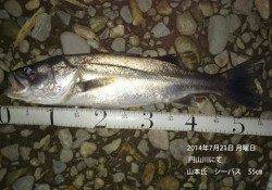 円山川でシーバス　50UP四本含む5本！