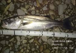 円山川でシーバス　50UP四本含む5本！