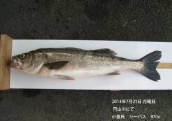 円山川にてランカーシーバス87cmをキャッ…