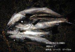 円山川にてランカーシーバス87cmをキャッチ