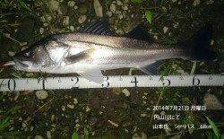 円山川でシーバス　50UP四本含む5本！