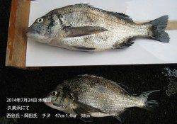 久美浜でチヌ47cm1.4kg