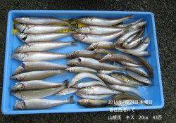 大漁です！香住西港でキス43匹