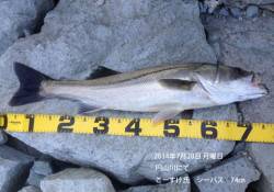 円山川、津居山にてシーバスとタチウオをゲッ…