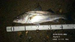 【29日夜】円山川にてシーバス　60㎝50㎝58㎝