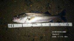 【29日夜】円山川にてシーバス　60㎝50㎝58㎝