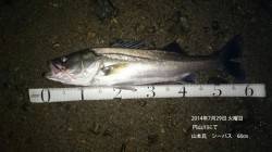 【29日夜】円山川にてシーバス　60㎝50…