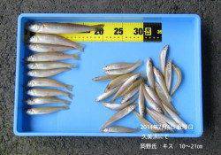 久美浜でキス釣り　20cmの良型も！