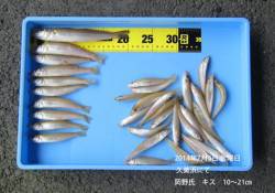 久美浜でキス釣り　20cmの良型も！