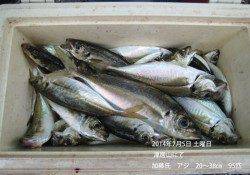 津居山でいいアジが釣れています！