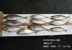 津居山でいいアジが釣れています！