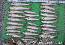 江尻にてキス大漁！★54匹★