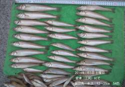 江尻にてキス大漁！★54匹★