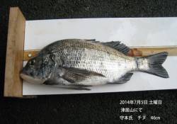 津居山にてチヌ46cm！【5日の釣果】