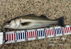 円山川でシーバスゲーム！67cm&80cm