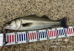 円山川でシーバスゲーム！67cm&…