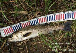 円山川でシーバスゲーム！67cm&80cm