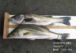 円山川で65cmのスズキをキャッチ！